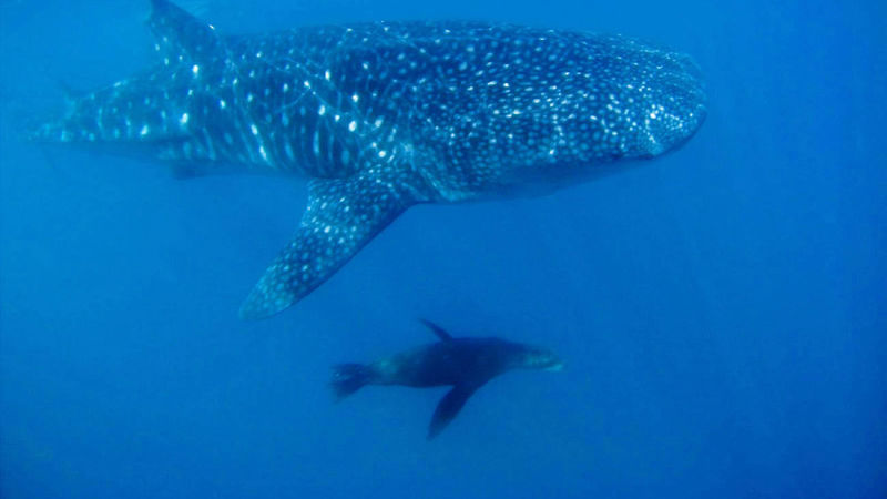 whals shark and sea lion